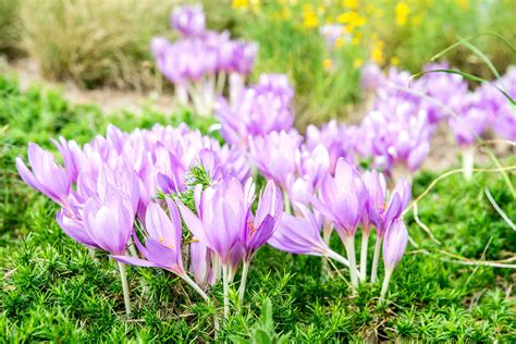 autumn flowering crocus bulbs uk
